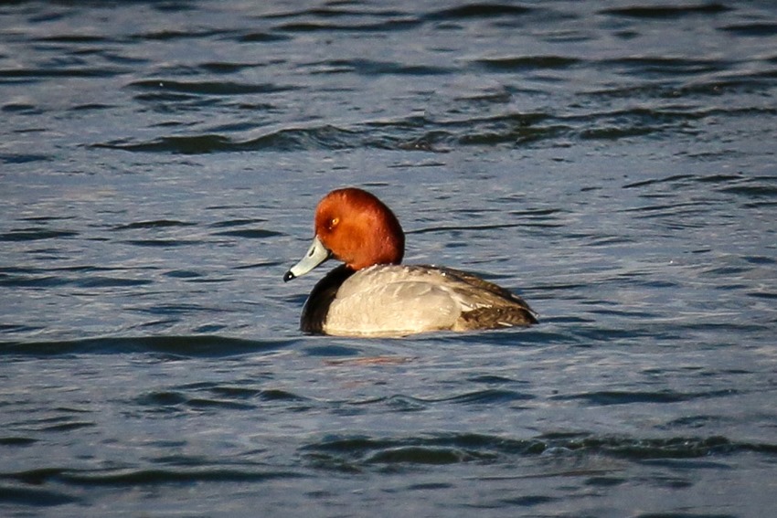 Redhead Male IMG_8996