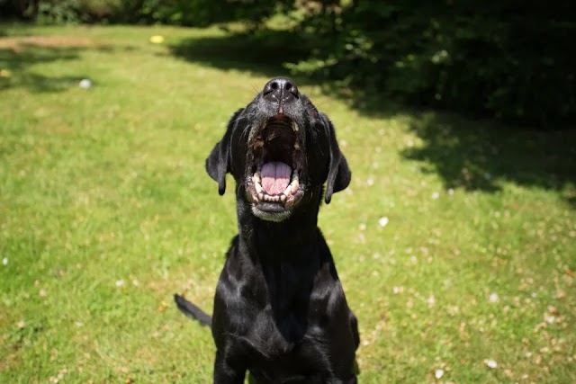 Como fazer meu cachorro parar de latir?