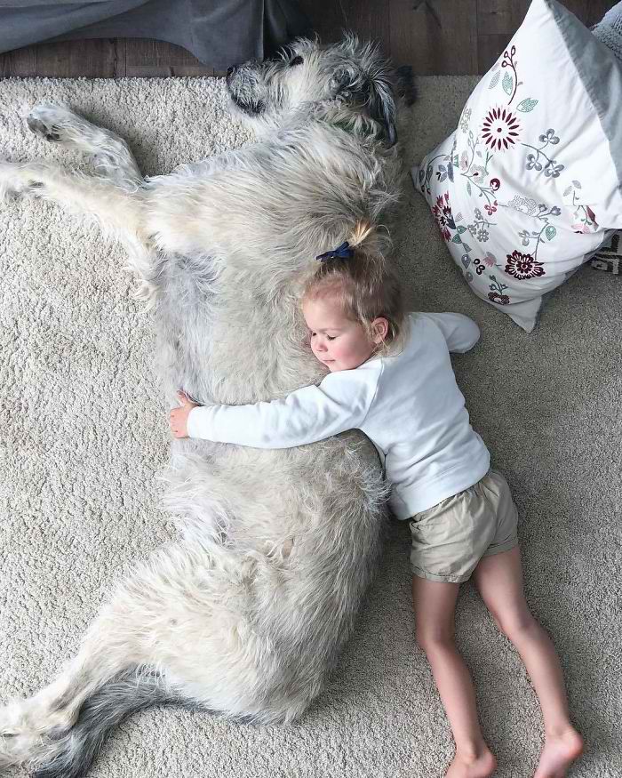 20 Hilarious Photos Of Irish Wolfhounds That Prove How Adorably Big They Are