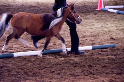 American Miniature Horse going over cavalletti poles at horse show trail class