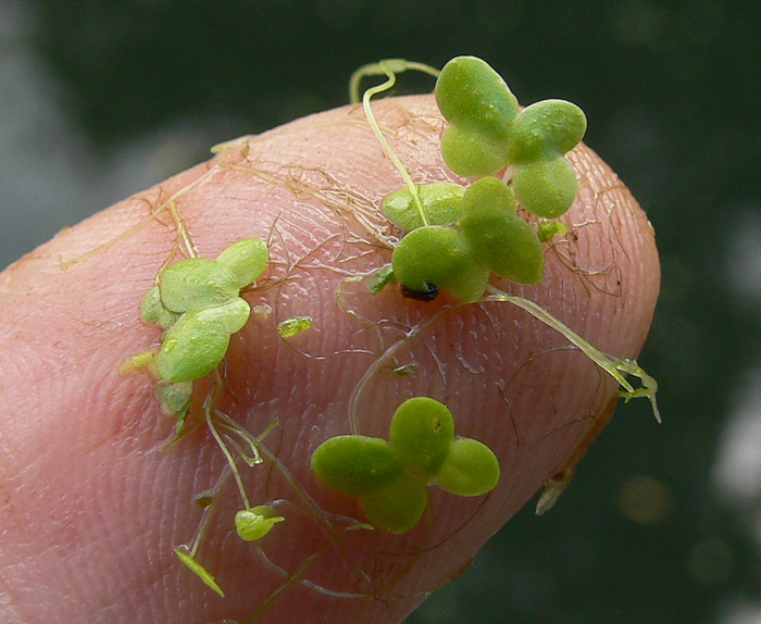 Aquaponic Gardening – The Duckweed Dilemma!