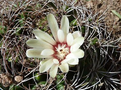 Gymnocalycium mostii