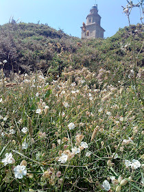 Flower and Tower   Sprint in Tower of Hercules (Corunna, Spain)   by E.V.Pita   http://evpita.blogspot.com/2011/05/flower-and-tower-flores-torre-de.html   Flores + Torre de Hércules  (Primavera en Torre de Hércules, A Coruña)  por E.V.Pita