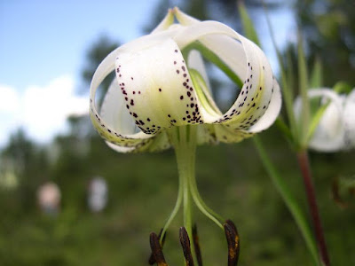 Лилия талийская (Lilium taliense)