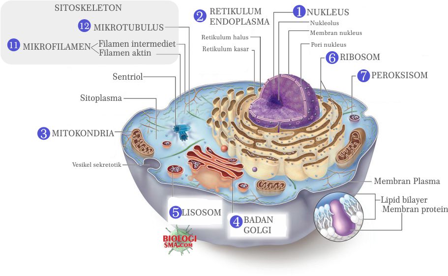 Organel Sel  Retikulum Endoplasma  Mitokondria Badan Golgi 