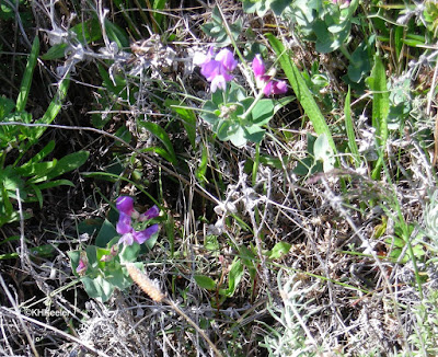 legume, Chile