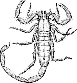Ilustración del escorpión o alacrán