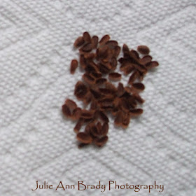 Harvested Seeds from the First Tropical Milkweed Seed Pod