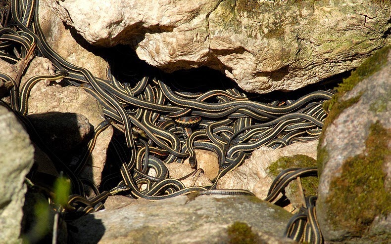 narcisse-snake-pits-3