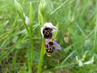 Ophrys scolopax (abellera becada). Fotografia de Conxa Puxan