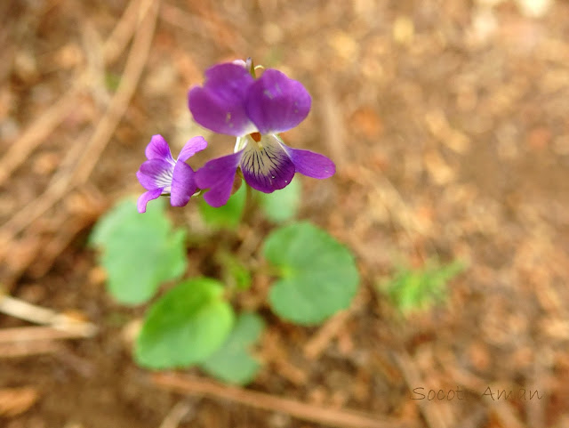 Viola obtusa