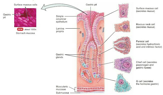 Cell types of stomach, gastric glands,Aas,Meranazarya, stomach