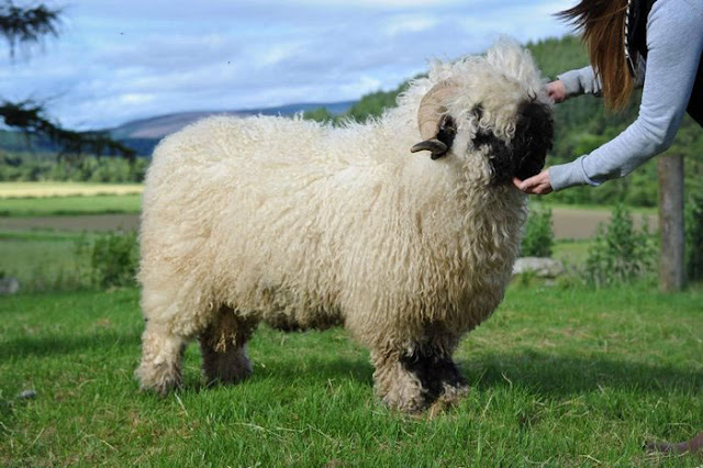Valais Black-Nose Swiss Sheep