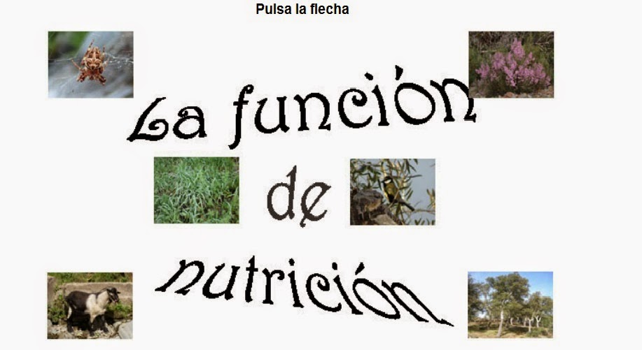 http://cplosangeles.juntaextremadura.net/web/edilim/curso_3/cmedio/los_seres_vivos_3/la_nutricion/la_nutricion.html