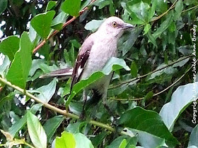 Adult Mockingbird Guarding the Nest