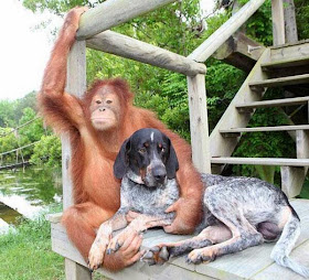 Funny animals of the week - 5 April 2014 (40 pics), orangutan befriends dog
