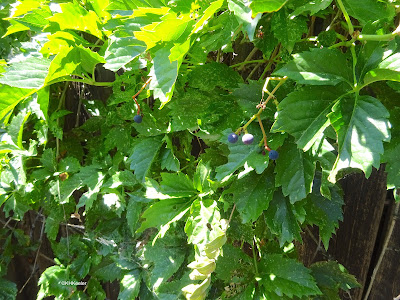 woodbine, Parthenocissus, leaves