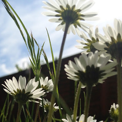 Daisies