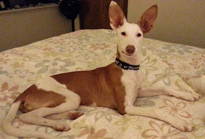 podenco 