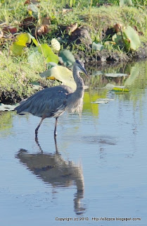 Great Blue Heron Fishing