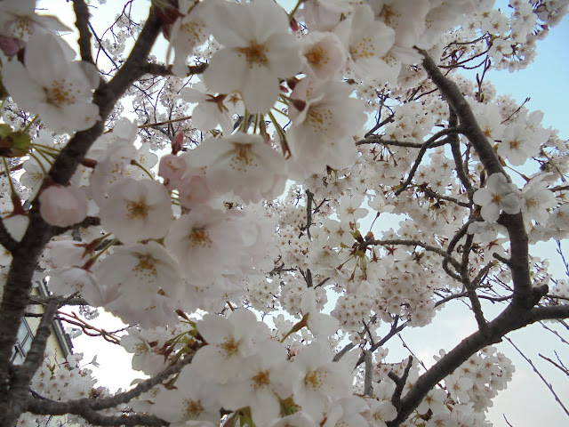 会社の駐車場のソメイヨシノ桜