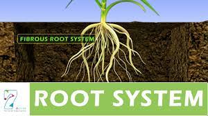 Root System: Definition, Types and Functions