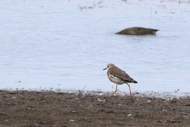 White Tailed Lapwing, Blacktoft Sands, East Yorkshire. 01/09/21