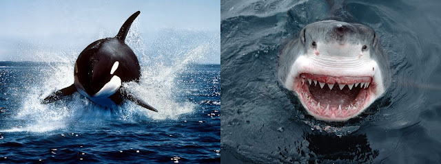 Insightfully Unorthodox: Killer Whale VS Shark...Fight!