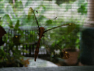 dragonfly, Honduras