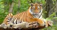 Bengal Tiger Picture found in Mollem Nation Park
