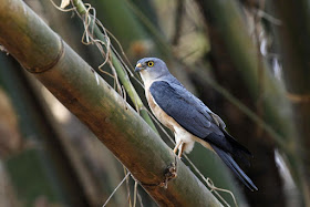 Chinese Sparrowhawk