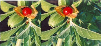 Ashwagandha Reduces Stress