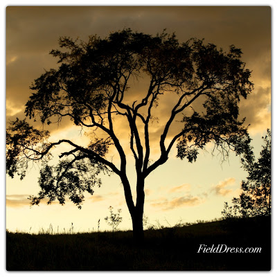 sunset, outdoors, photograph