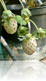 buah stroberi 29