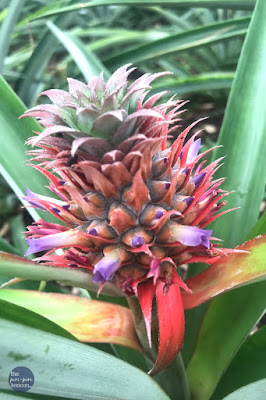 Pineapple growing in Azores plantation