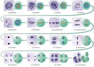 Tahap-tahap pembelahan meiosis