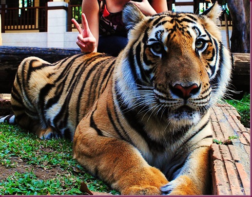 tiger kingdom chiang mai