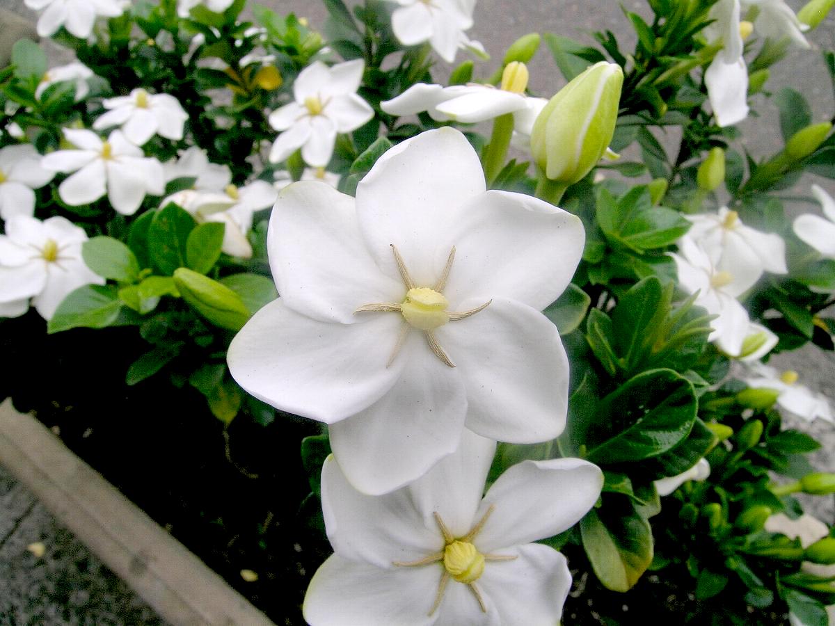 His late and fragrant white flowers Immaculately are gardenias ...