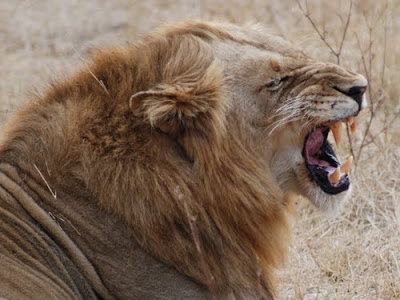 Lion Roaring Picture