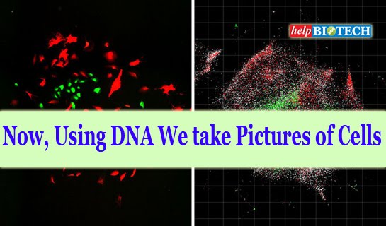 Now, Using DNA We take Pictures of Cells 