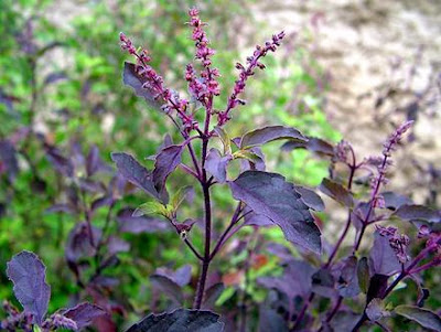 Significance of Tulasi Divine Herb