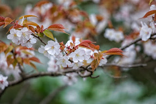 山桜