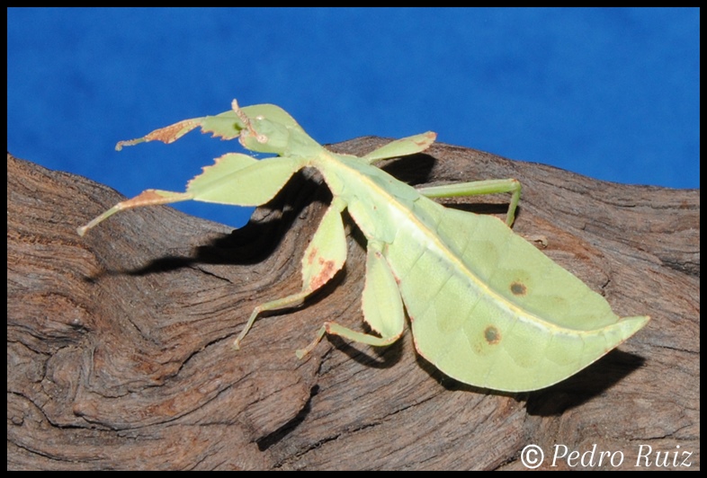 Ninfa macho L6 de Cryptophyllium westwoodii, 5 cm de longitud