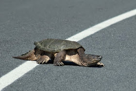 snapping turtle crossing road