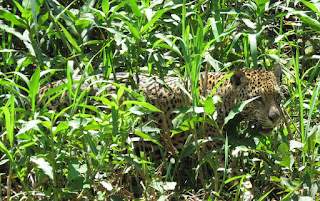 Jaguar, Panthera onca, Ibaca