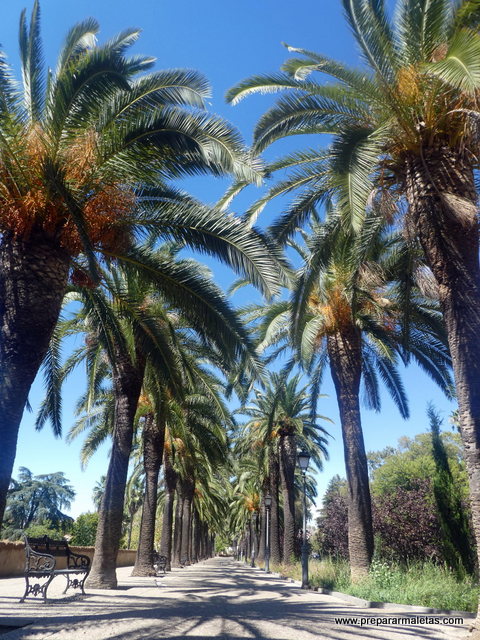 paseo palmeras en Badajoz