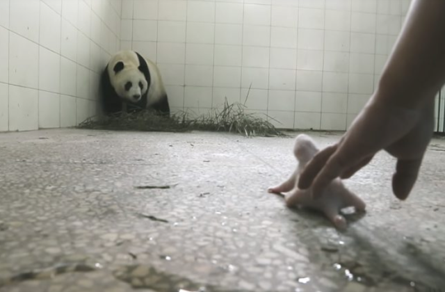 It Looked Like This Mom Panda Was Going To Reject Her Baby, But Then Something Clicked