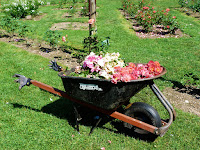 wheelbarrow full of roses