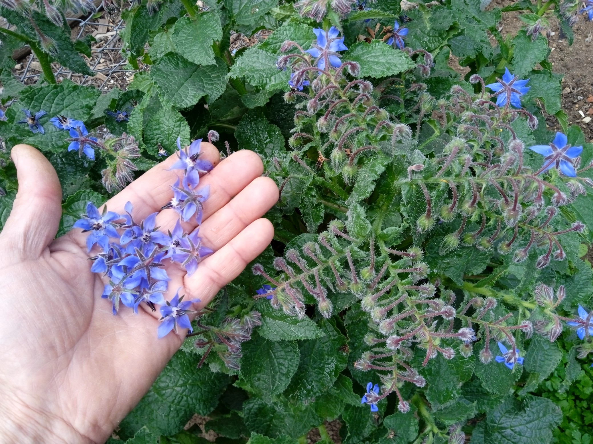 When borage plant starts flowering, you can harvest frequently to encourage more bloom-production.