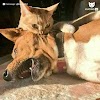 Kucing warna oren lebih nakal dan berani berbanding kucing warna lain?